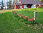 Tulips & shop
04-16-2005