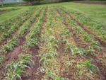 Weedy Replant photo 06-29-05